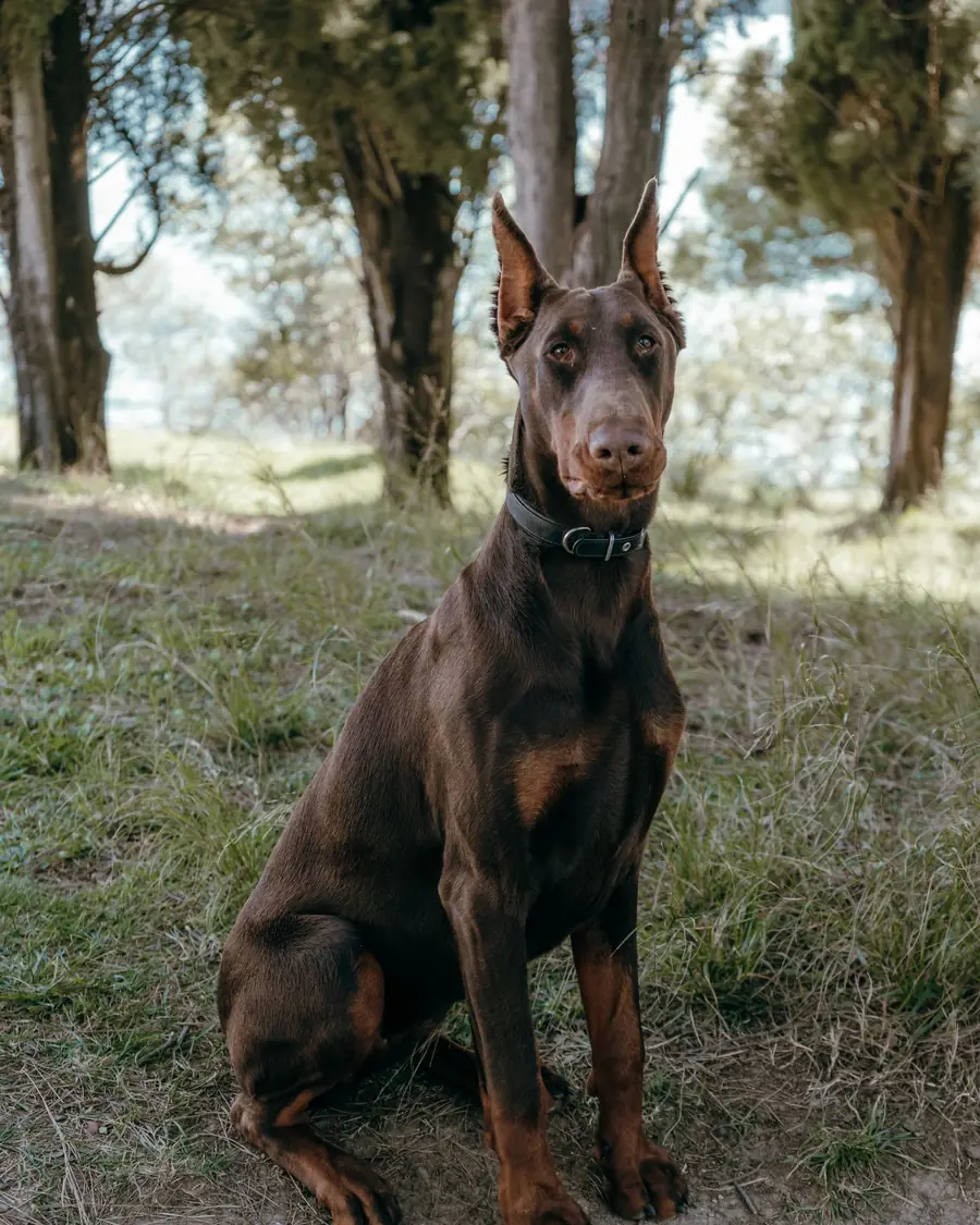 A red and rust Doberman relaxed outdoors
