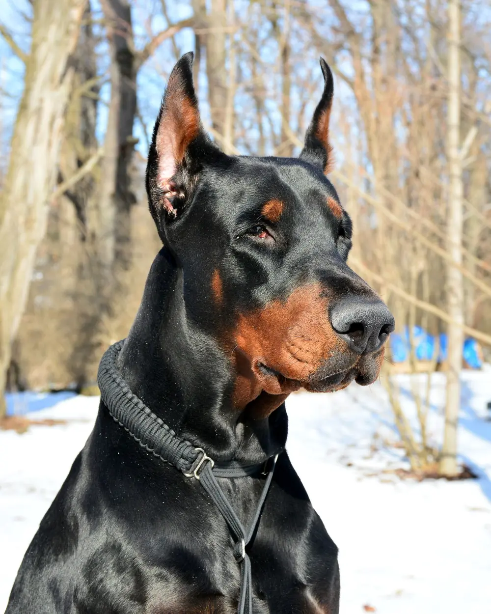 A black and rust Doberman in profile