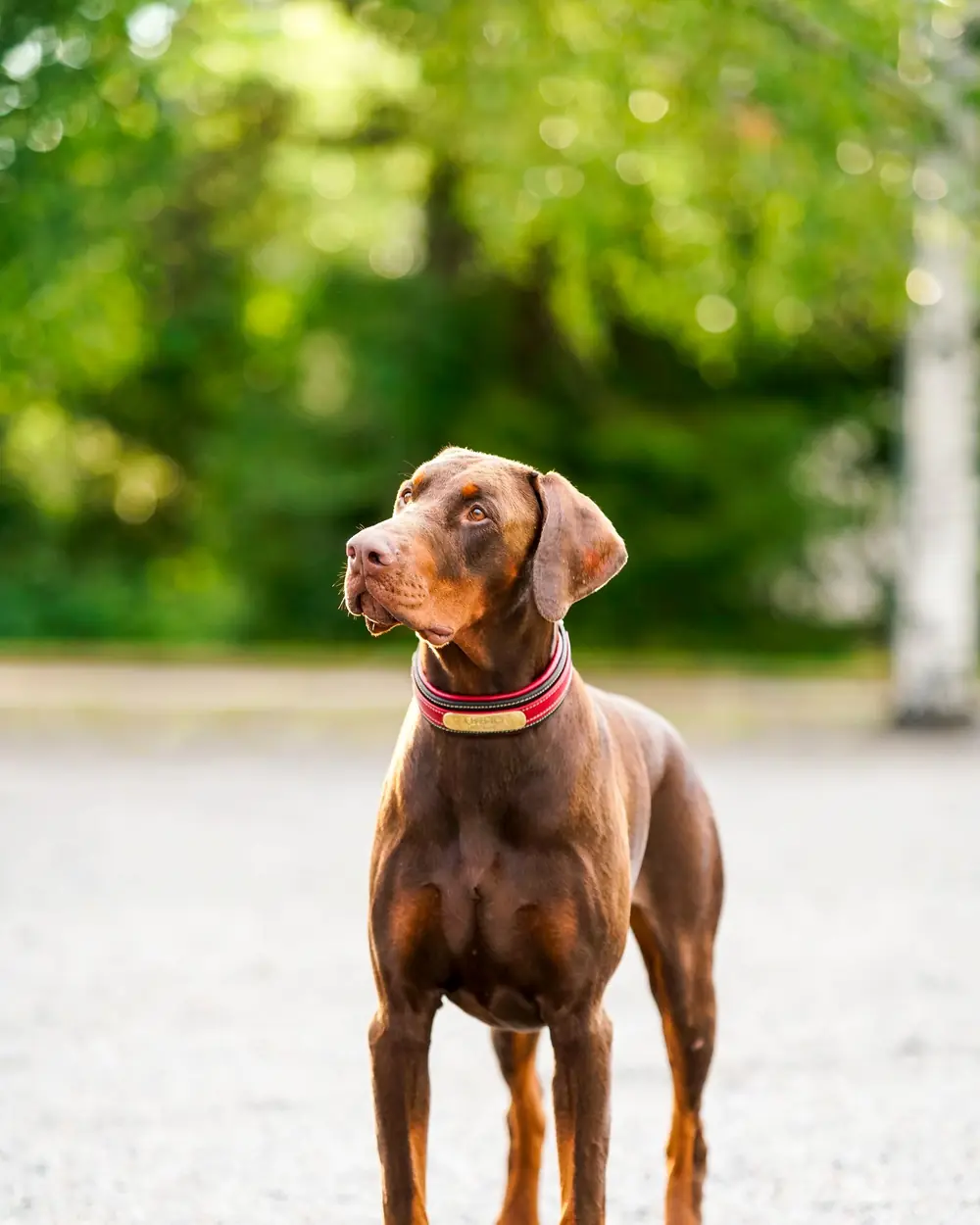 A red and rust Doberman standing outdoors