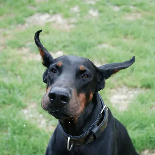 A black and rust Doberman looking into the camera