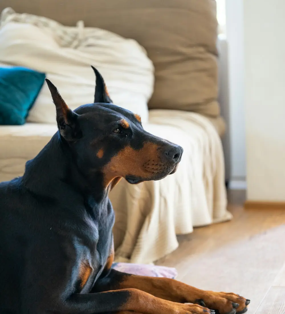 A black and rust Doberman settled on the sofa at home